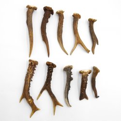 Rehstangen 10 Stück Stangen L 10-15 cm konvolut Gehörne Rehgeweihe Geweih Stange 14.3.129
