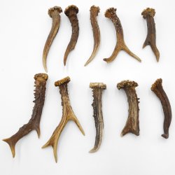 Rehstangen 10 Stück Stangen L 10-15 cm konvolut Gehörne Rehgeweihe Geweih Stange 14.3.129