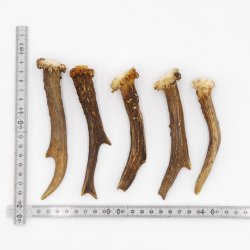 Rehstangen 5 Stück Stangen L 12-15 cm konvolut Gehörne Rehgeweihe Geweih Stange 14.3.130