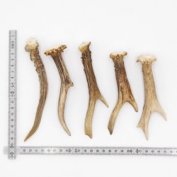 Rehstangen 5 Stück Stangen L 14-17 cm konvolut Gehörne Rehgeweihe Geweih Stange 14.3.131