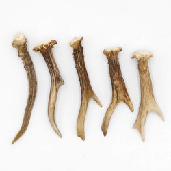 Rehstangen 5 Stück Stangen L 14-17 cm konvolut Gehörne Rehgeweihe Geweih Stange 14.3.131