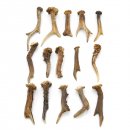 Rehstangen 15 Stück Stangen L 9-20 cm ältere...