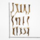 Rehstangen 15 Stück Stangen L 9-20 cm ältere...