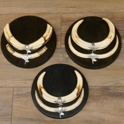 Warzenschwein 3 er Set Waffen Hauer max. 26 cm Keiler Gewaff Afrika Trophäenschild 88.15.67