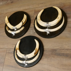 Warzenschwein 3 er Set Waffen Hauer max. 26 cm Keiler Gewaff Afrika Trophäenschild 88.15.67