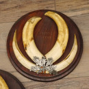 Warzenschwein 3 er Set Waffen Hauer max. 26 cm Keiler Gewaff Afrika Trophäenschild 88.15.68