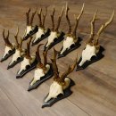 Rehgeweihe 10 Stück Set auf Trophäenschilder...