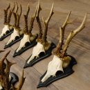 Rehgeweihe 10 Stück Set auf Trophäenschilder Rehbock Reh Bock Geweihe 21.470