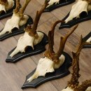 Rehgeweihe 10 Stück Set auf Trophäenschilder Rehbock Reh Bock Geweihe 21.470