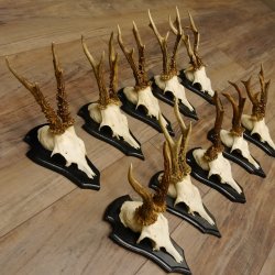 Rehgeweihe 10 Stück Set auf Trophäenschilder Rehbock Reh Bock Geweihe 21.470