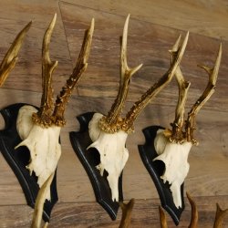 Rehgeweihe 10 Stück Set auf Trophäenschilder Rehbock Reh Bock Geweihe 21.470