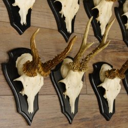 Rehgeweihe 10 Stück Set auf Trophäenschilder Rehbock Reh Bock Geweihe 21.470