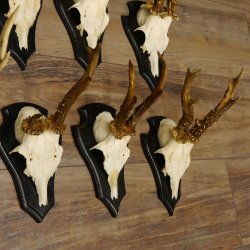 Rehgeweihe 10 Stück Set auf Trophäenschilder Rehbock Reh Bock Geweihe 21.470