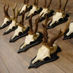 Rehgeweihe 10 Stück Set auf Trophäenschilder Rehbock Reh Bock Geweihe 21.470