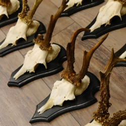 Rehgeweihe 10 Stück Set auf Trophäenschilder Rehbock Reh Bock Geweihe 21.470