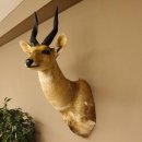 Buschbock Antilope Afrika Kopf Schulter Präparat...