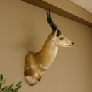 Buschbock Antilope Afrika Kopf Schulter Präparat...