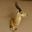 Buschbock Antilope Afrika Kopf Schulter Präparat Trophäe HL 34,5 cm 95.8.7