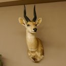 Buschbock Antilope Afrika Kopf Schulter Präparat Trophäe HL 34,5 cm 95.8.7