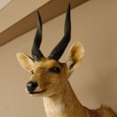 Buschbock Antilope Afrika Kopf Schulter Präparat Trophäe HL 34,5 cm 95.8.7