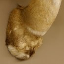 Buschbock Antilope Afrika Kopf Schulter Präparat Trophäe HL 34,5 cm 95.8.7