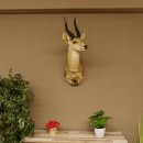 Buschbock Antilope Afrika Kopf Schulter Präparat Trophäe HL 34,5 cm 95.8.7