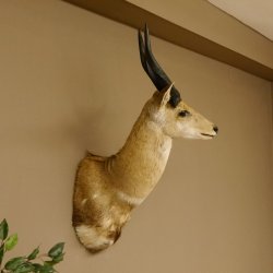 Buschbock Antilope Afrika Kopf Schulter Präparat Trophäe HL 34,5 cm 95.8.7