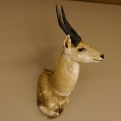 Buschbock Antilope Afrika Kopf Schulter Präparat Trophäe HL 34,5 cm 95.8.7