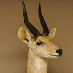 Buschbock Antilope Afrika Kopf Schulter Präparat Trophäe HL 34,5 cm 95.8.7