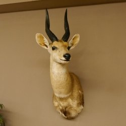 Buschbock Antilope Afrika Kopf Schulter Präparat Trophäe HL 34,5 cm 95.8.7
