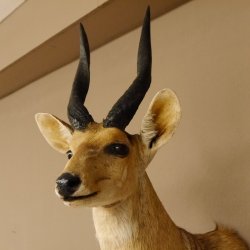 Buschbock Antilope Afrika Kopf Schulter Präparat Trophäe HL 34,5 cm 95.8.7