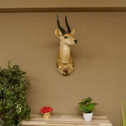 Buschbock Antilope Afrika Kopf Schulter Präparat Trophäe HL 34,5 cm 95.8.7