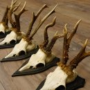 Rehgeweihe 5 Stück Set auf Trophäenschilder Rehbock Reh Bock Geweihe 21.471