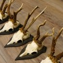 Rehgeweihe 5 Stück Set auf Trophäenschilder Rehbock Reh Bock Geweihe 21.471