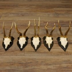Rehgeweihe 5 Stück Set auf Trophäenschilder Rehbock Reh Bock Geweihe 21.471