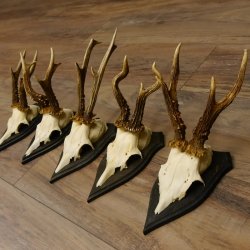 Rehgeweihe 5 Stück Set auf Trophäenschilder Rehbock Reh Bock Geweihe 21.471