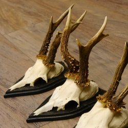 Rehgeweihe 5 Stück Set auf Trophäenschilder Rehbock Reh Bock Geweihe 21.471