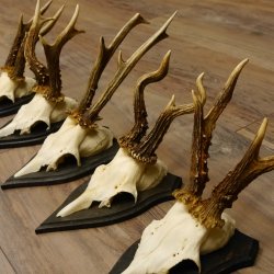Rehgeweihe 5 Stück Set auf Trophäenschilder Rehbock Reh Bock Geweihe 21.471