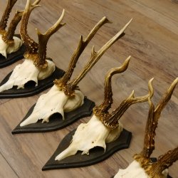 Rehgeweihe 5 Stück Set auf Trophäenschilder Rehbock Reh Bock Geweihe 21.471