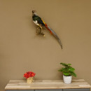 Diamantfasan Lady Amherst Fasan Vogel Präparat Höhe 58 cm präpariert Tierpräparat 90.272.6
