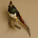 Diamantfasan Lady Amherst Fasan Vogel Präparat Höhe 58 cm präpariert Tierpräparat 90.272.6