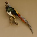 Diamantfasan Lady Amherst Fasan Vogel Präparat Höhe 58 cm präpariert Tierpräparat 90.272.6