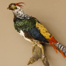Diamantfasan Lady Amherst Fasan Vogel Präparat Höhe 58 cm präpariert Tierpräparat 90.272.6
