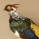 Diamantfasan Lady Amherst Fasan Vogel Präparat Höhe 58 cm präpariert Tierpräparat 90.272.6