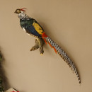 Diamantfasan Lady Amherst Fasan Vogel Präparat Höhe 58 cm präpariert Tierpräparat 90.272.6