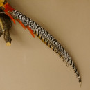 Diamantfasan Lady Amherst Fasan Vogel Präparat Höhe 58 cm präpariert Tierpräparat 90.272.6