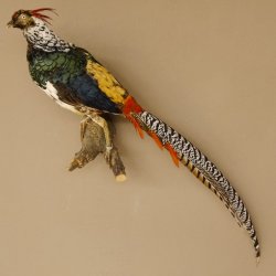 Diamantfasan Lady Amherst Fasan Vogel Präparat Höhe 58 cm präpariert Tierpräparat 90.272.6