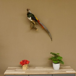 Diamantfasan Lady Amherst Fasan Vogel Präparat Höhe 58 cm präpariert Tierpräparat 90.272.6