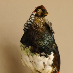 Diamantfasan Lady Amherst Fasan Vogel Präparat Höhe 58 cm präpariert Tierpräparat 90.272.6