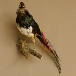 Diamantfasan Lady Amherst Fasan Vogel Präparat Höhe 58 cm präpariert Tierpräparat 90.272.6
